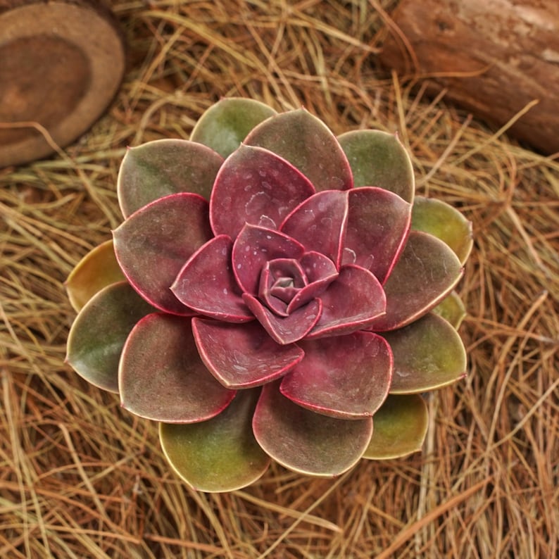 Echeveria Perle von Nurnberg Succulent