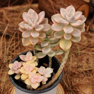 Graptoveria Titubans Variegated - Etsy