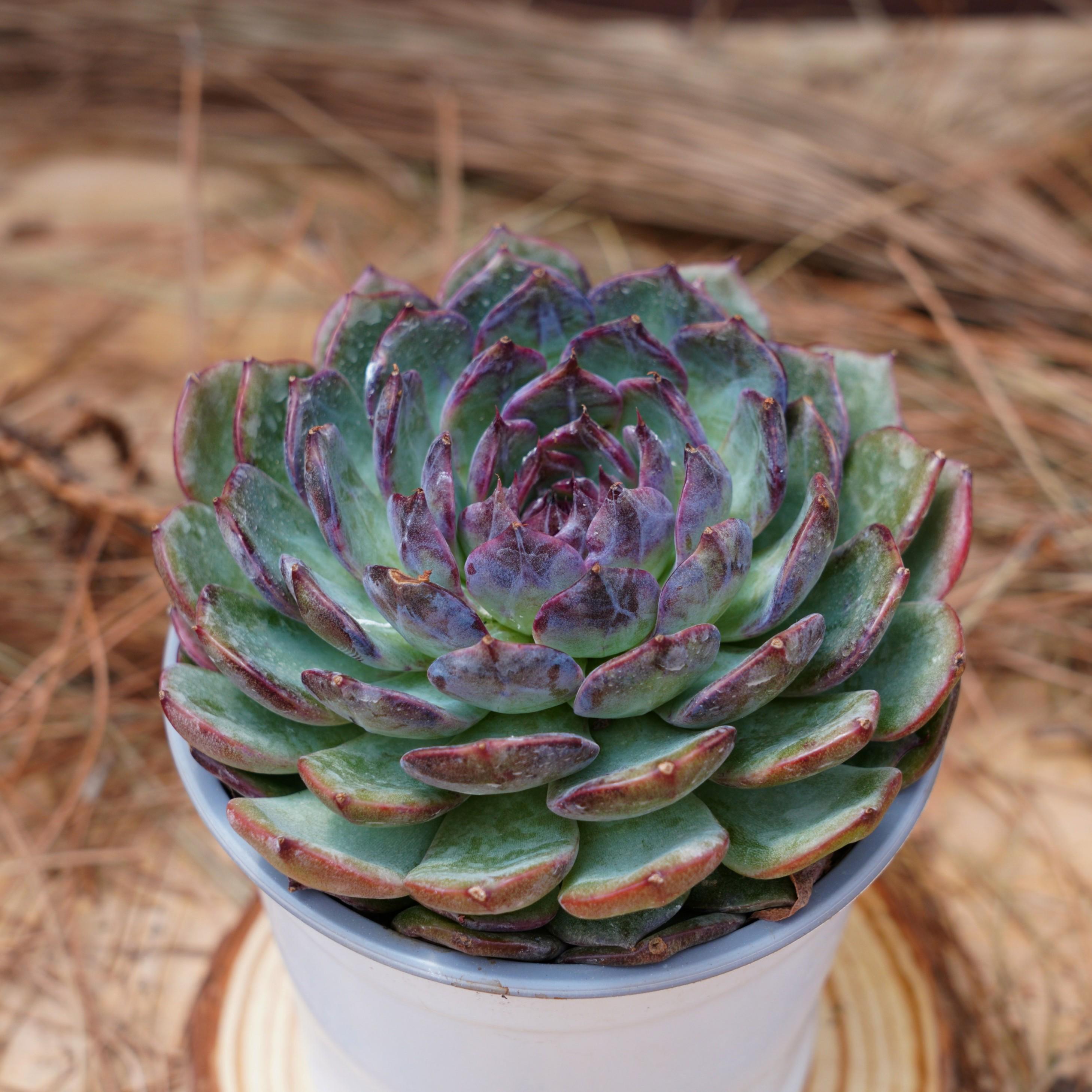 5インチの生きた多肉植物、エケベリア ブルーエンチャントレス、お