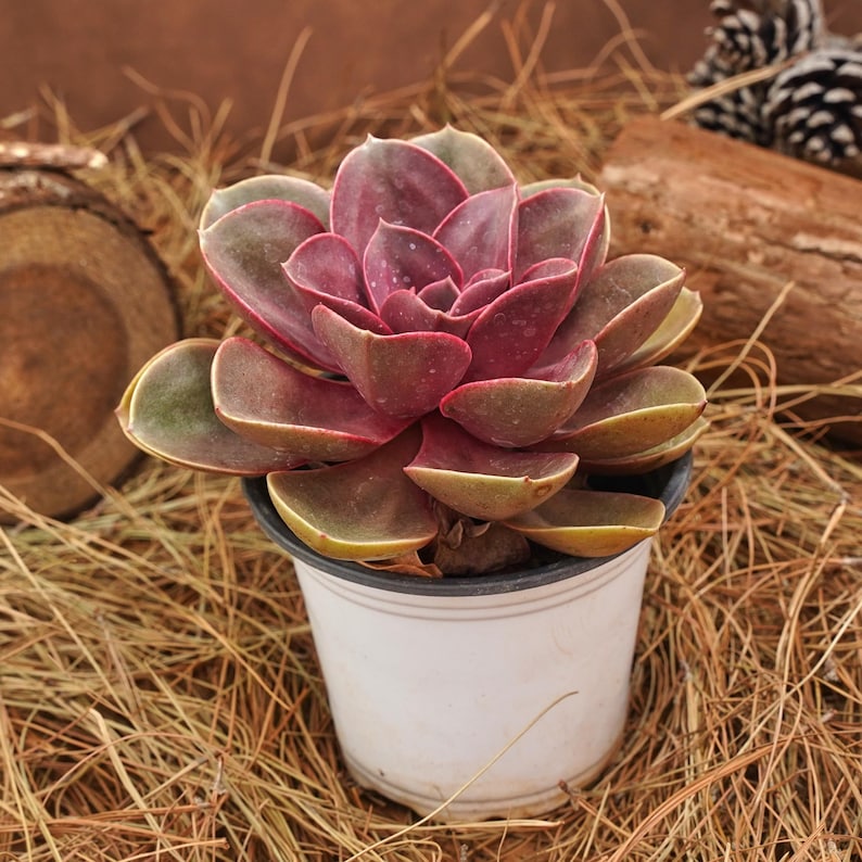 Echeveria Perle von Nurnberg Succulent - Thumbnail 2