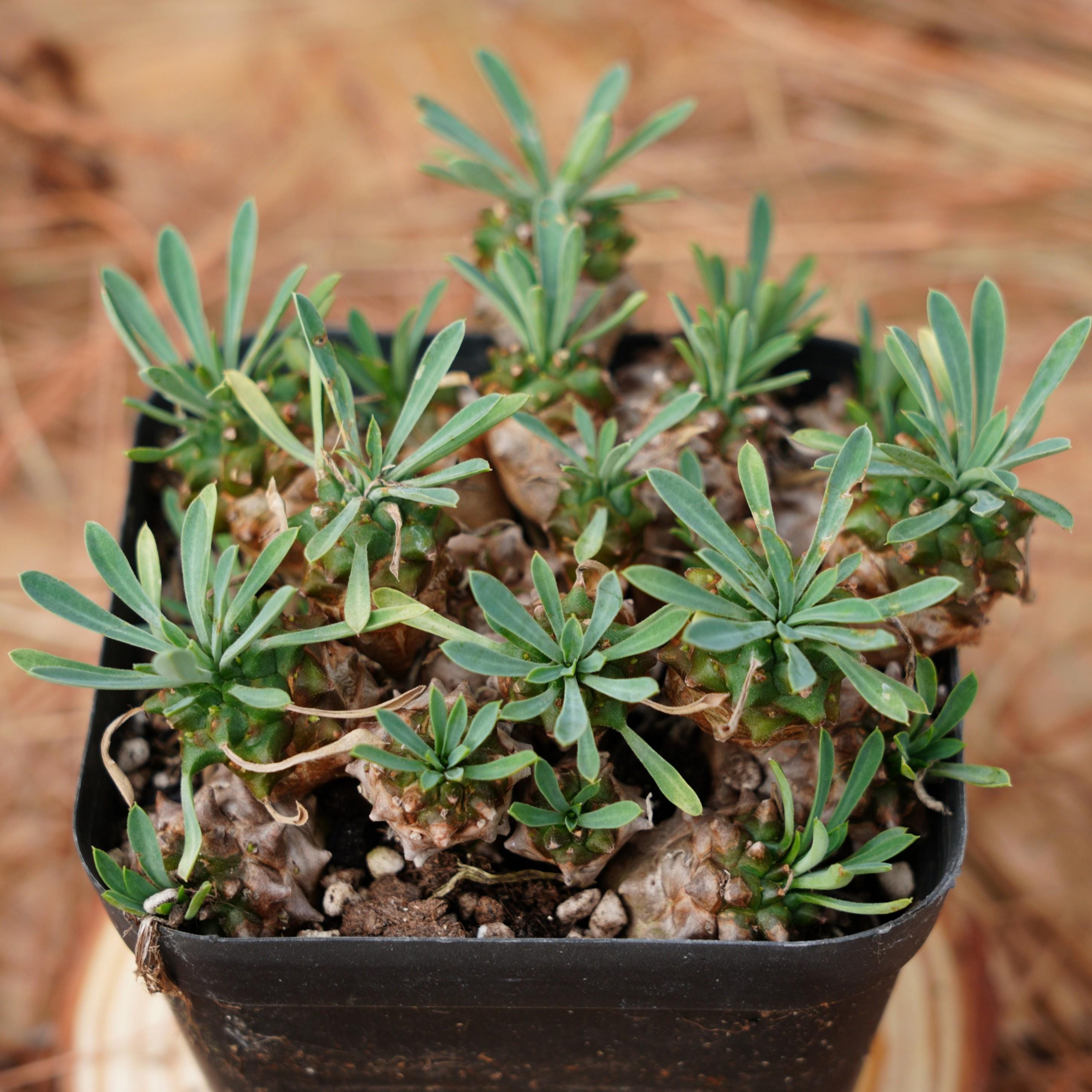 4" Live Succulent Plants, Euphorbia Inermis Mill, Easy Care Plants