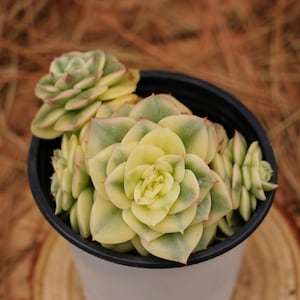 May include: A close-up of a succulent plant with green and yellow leaves. The plant is in a black plastic pot.