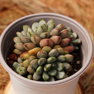 Op de afbeelding: Een close-up van een vetplant met groene, rode en gele bladeren in een grijze pot. De plant is gerangschikt in een rozetvorm.