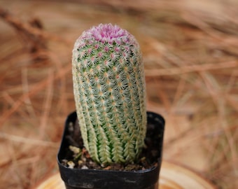 Plantas suculentas vivas de 3", Echinocereus Rigidissimus Rubrispinus, Plantas de fácil cuidado
