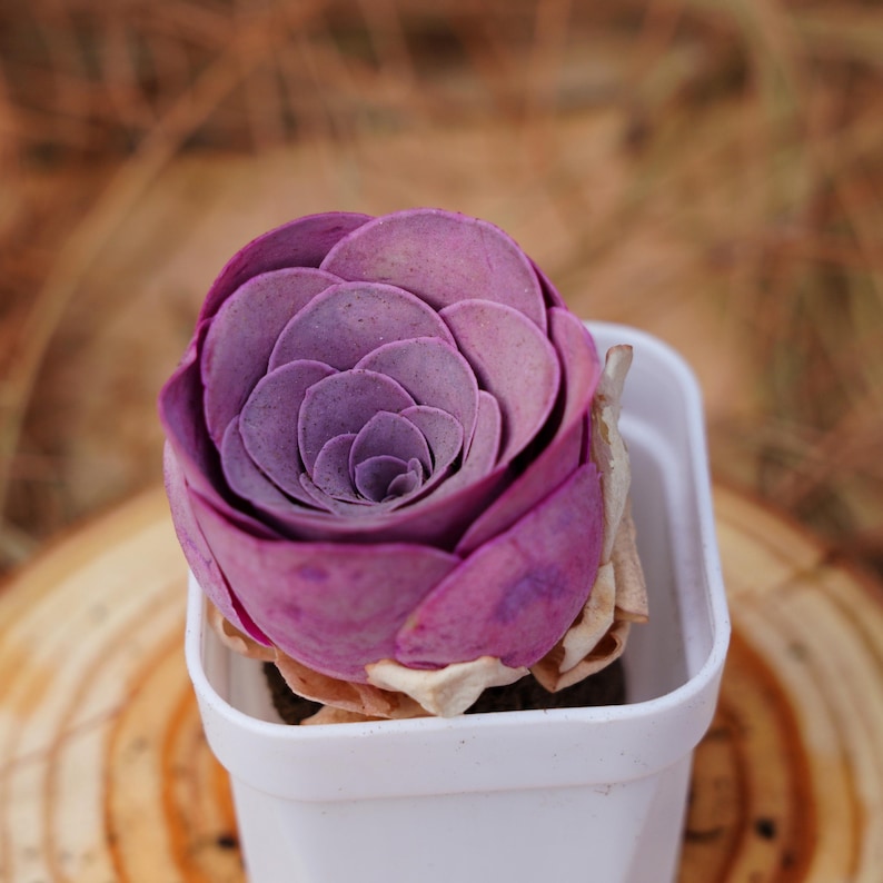 K&ouml;nnte beinhalten: Eine violette Sukkulente in einem wei&szlig;en Topf. Die Sukkulente hat eine Rosettenform und ist spiralf&ouml;rmig angeordnet.