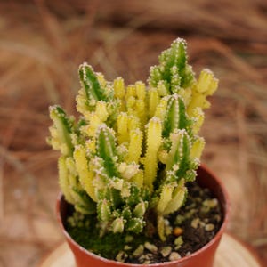 3" Live Succulent Plants, Stapelia Grandiflora Variegated, Easy Care Plants