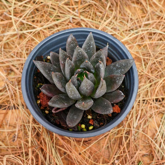 large plant pots outdoor Large Outdoor Planter For Garden  Aspen & Fig