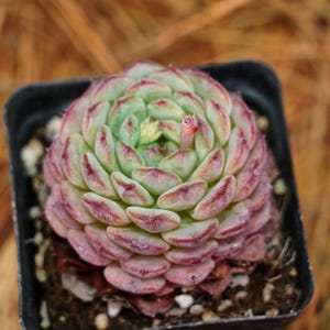 May include: A close-up of a succulent plant in a square black pot. The plant has tightly packed, layered leaves in shades of green and pink with red edges. A small, pink stem rises from the center.