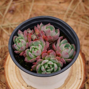 May include: A close-up of a small pot of succulent plants. The plants are a mix of green and red, and they are arranged in a cluster. The pot is black with a white rim.
