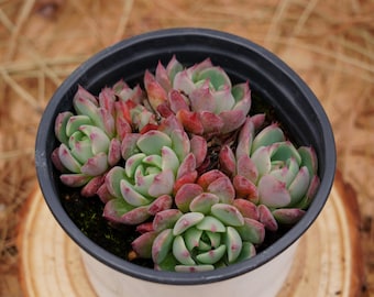 3" Live Succulent Plants, Echeveria Mini Hook, Easy Care Plants