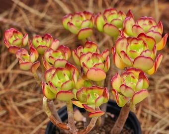5" Live Succulent Plants, Sedum Dendroideum, Easy Care Plants