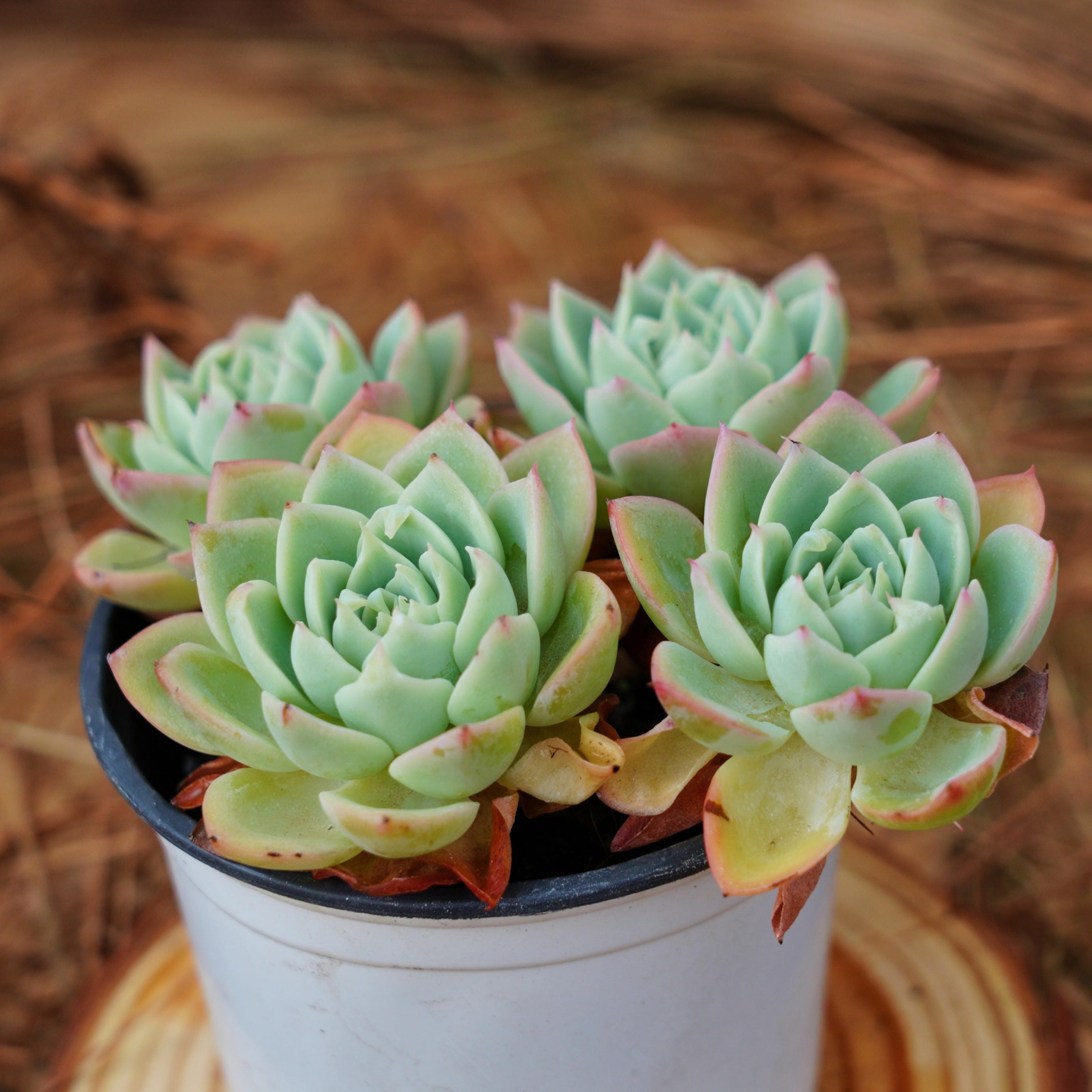 Echeveria Pansy - Etsy