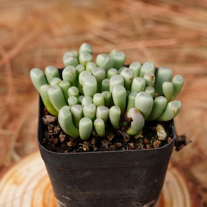 May include: A small green succulent plant with fleshy, rounded leaves growing in a black plastic pot. The plant is potted in brown soil and is sitting on a wooden surface.