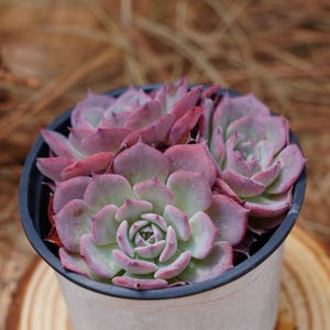 echeveria laulensis X紅蓮錦　超レア　多肉植物7CM容器抜き Echeveria laulensis - Etsy 日本