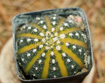 2 "Lebende Sukkulenten Pflanzen, Gymnocalycium Ragonesei bunt, pflegeleichte Pflanzen