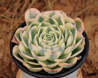5" Live Succulent Plants, Echeveria Lenore Dean, Easy Care Plants