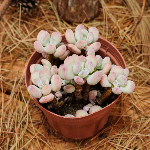 san pedro cactus effects San Pedro Cactus Cuttings