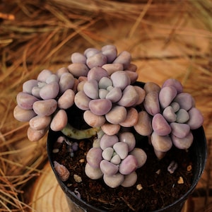 Può includere: Primo piano di una pianta succulenta con foglie carnose e arrotondate in tonalità rosa e marrone. La pianta è in vaso in un vaso di plastica nero e circondata da terra marrone.