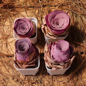 K&ouml;nnte beinhalten: Vier kleine Sukkulenten in T&ouml;pfen mit tiefvioletten Rosetten. Die Sukkulenten sind quadratisch auf einem braunen Hintergrund angeordnet.