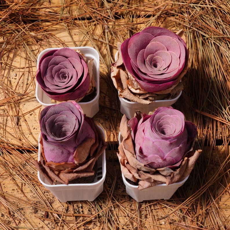 K&ouml;nnte beinhalten: Vier kleine Sukkulenten in T&ouml;pfen mit tiefvioletten Rosetten. Die Sukkulenten sind quadratisch auf einem braunen Hintergrund angeordnet.