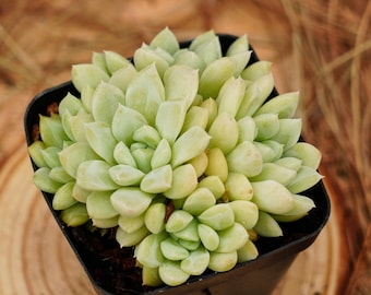 Live Succulents -rare Succulents - Echeveria White Rabbit Creamy