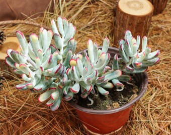 6インチの生きた多肉植物、コチレドン・オルビキュラータcv. ロング