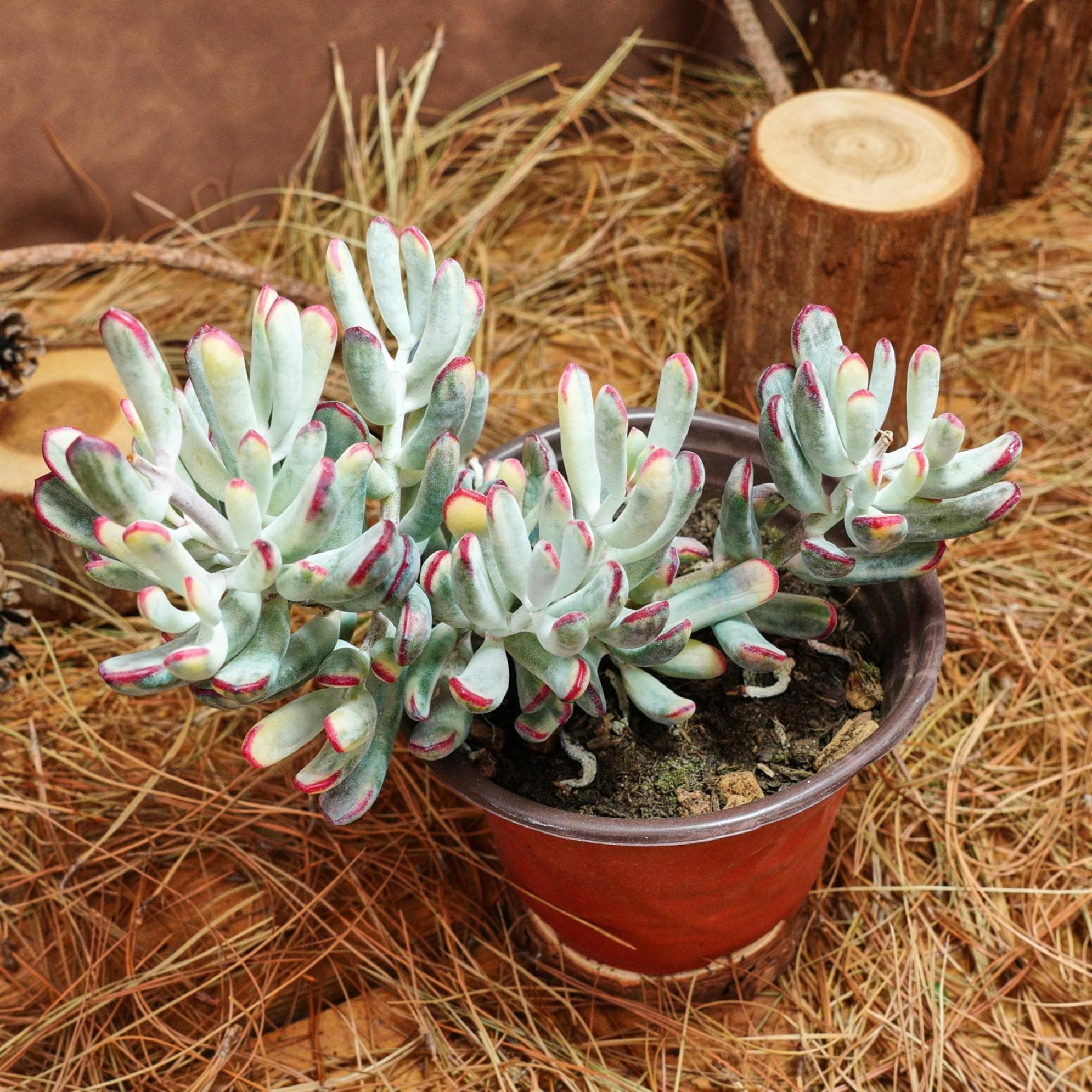 6インチの生きた多肉植物、コチレドン・オルビキュラータcv. ロング