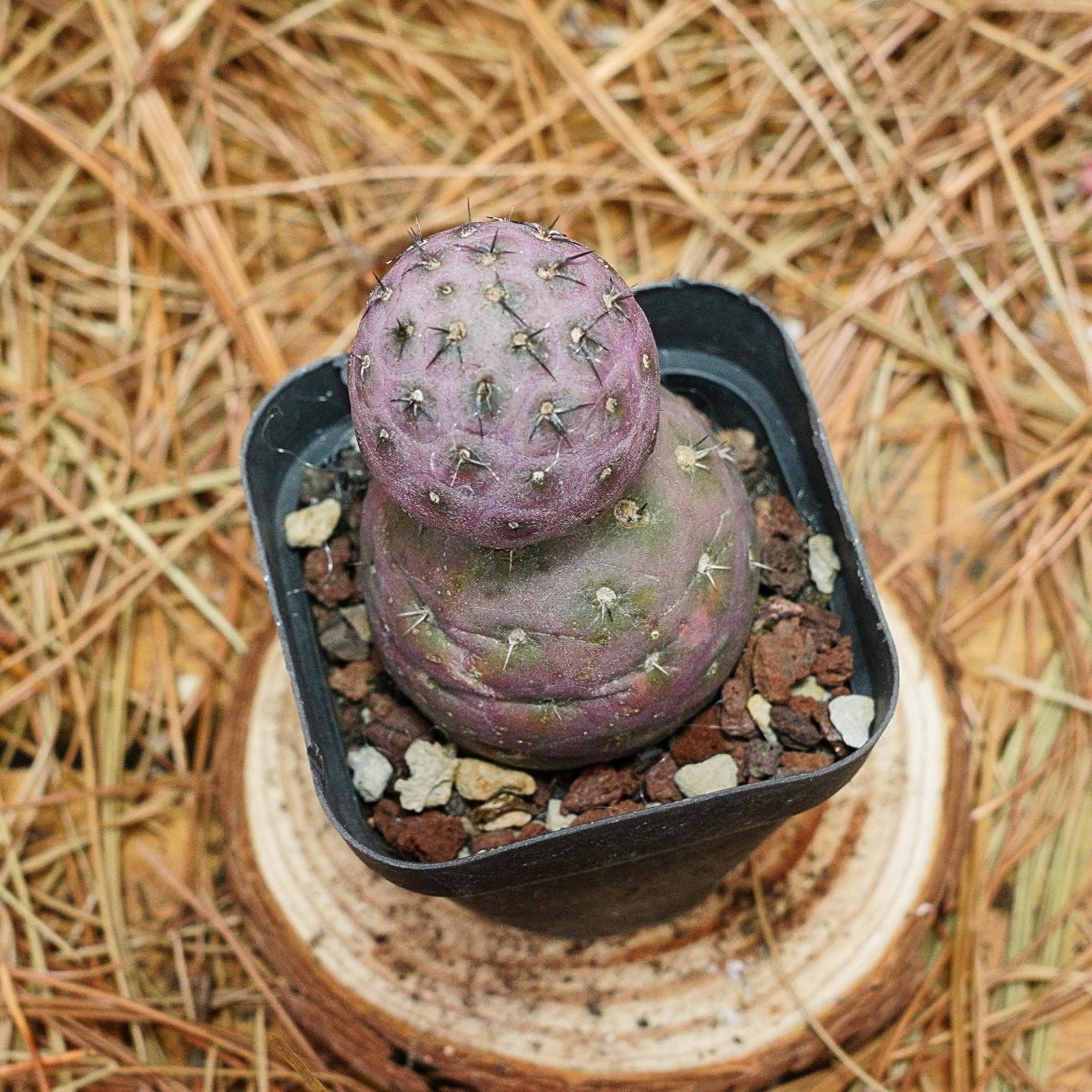 Tephrocactus Geometricus Cactus Imported NO ROOT
