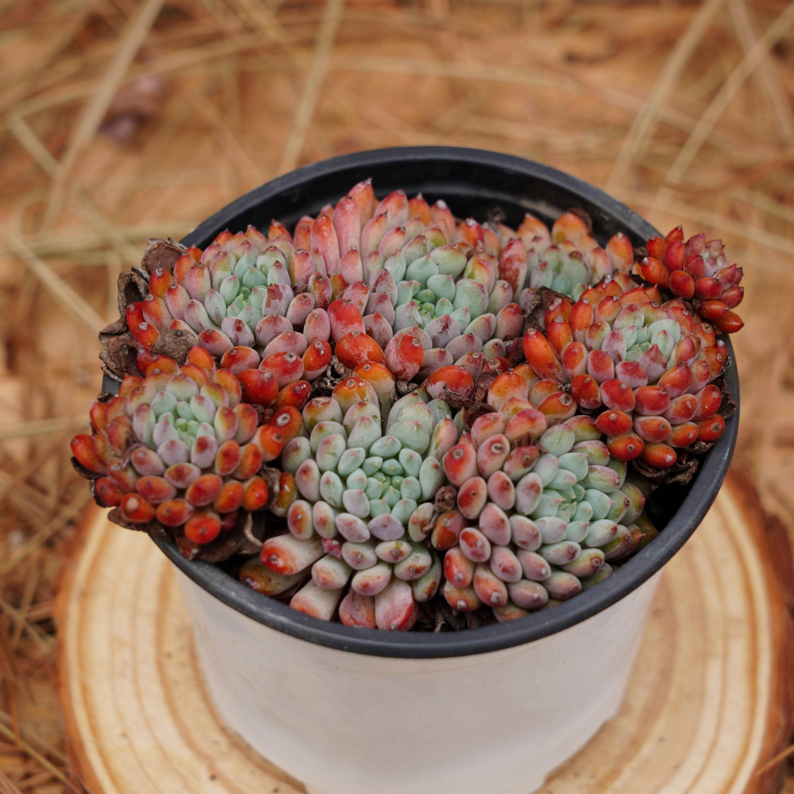 Echeveria setosa - Etsy 日本