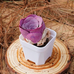 K&ouml;nnte beinhalten: Eine kleine, violette Sukkulente in einem wei&szlig;en quadratischen Topf, der auf einem Holzuntersetzer steht.