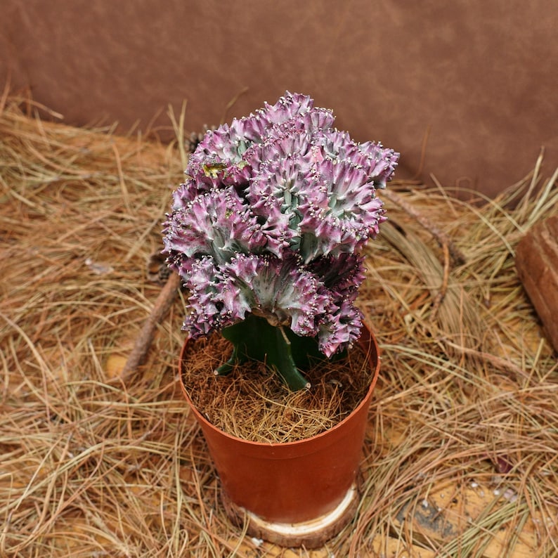 BestLittleShoppe Euphorbia Lactea Cristata - Thumbnail 4