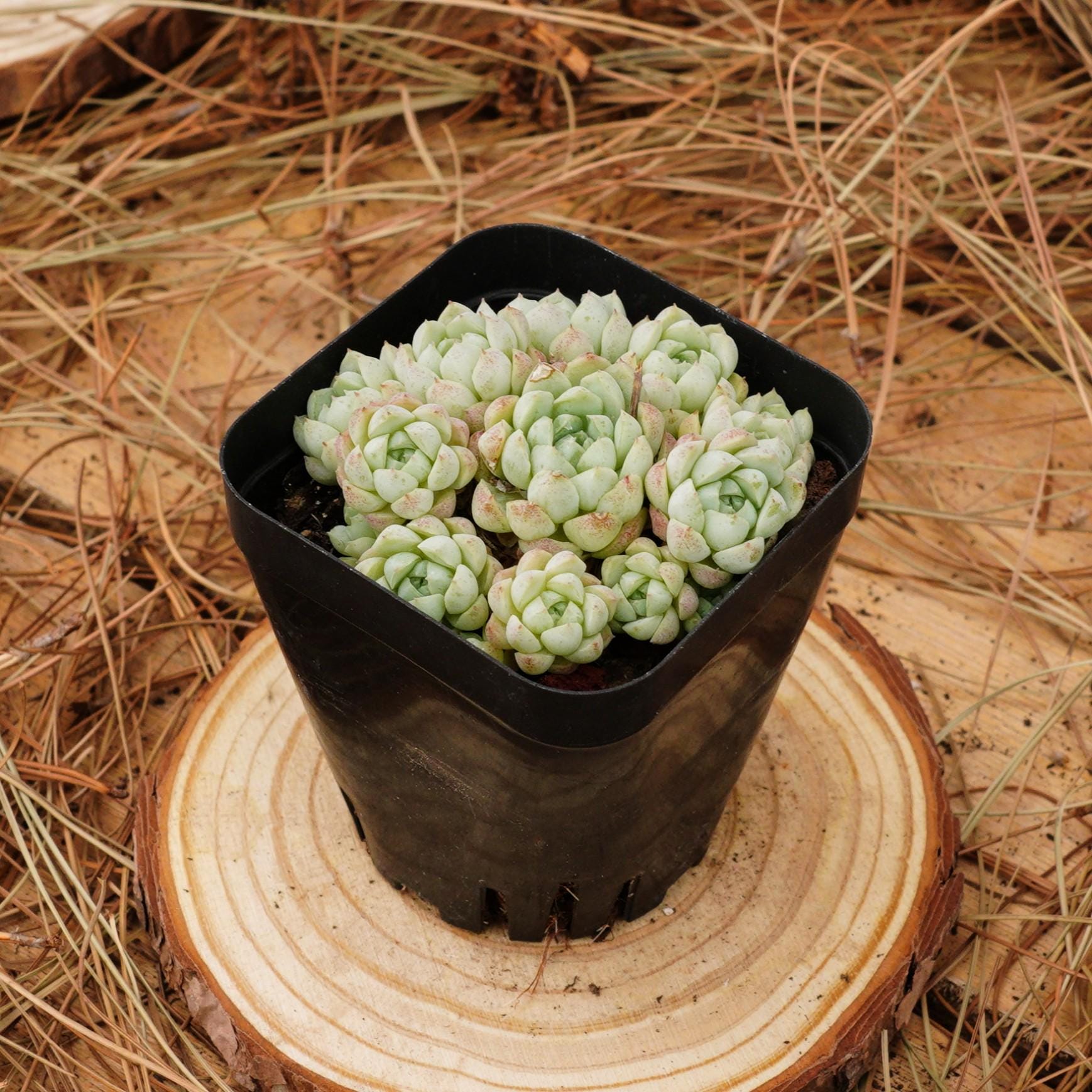 2.5インチの生きた多肉植物、エケベリアボールオブファット、お手入れ