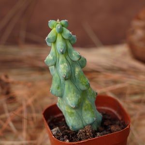 kentia palme Howea forsteriana (Kentiapalme) kaufen main image 1