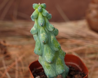 3&quot; Live Succulent Plants, Lophocereus Schottii Monstrosus , Easy Care Plants