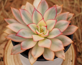 4&quot; Live Succulent Plants, Echeveria Moon Goddess Variegated, Easy Care Plants