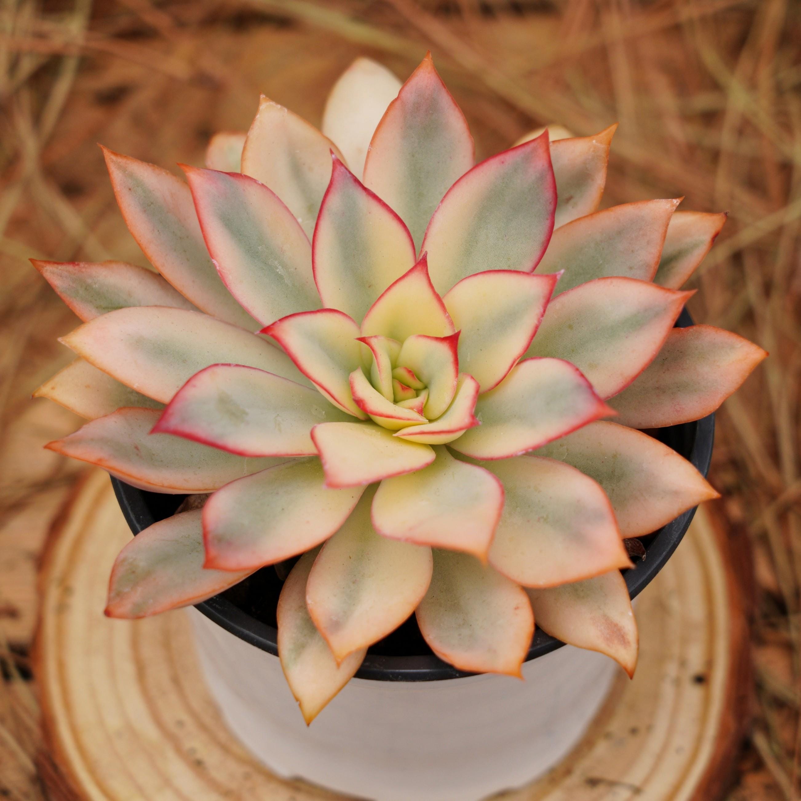 hardy succulent plants Sempervivum heuffelii var Cold Hardy Succulent – Just Succ It main image 1