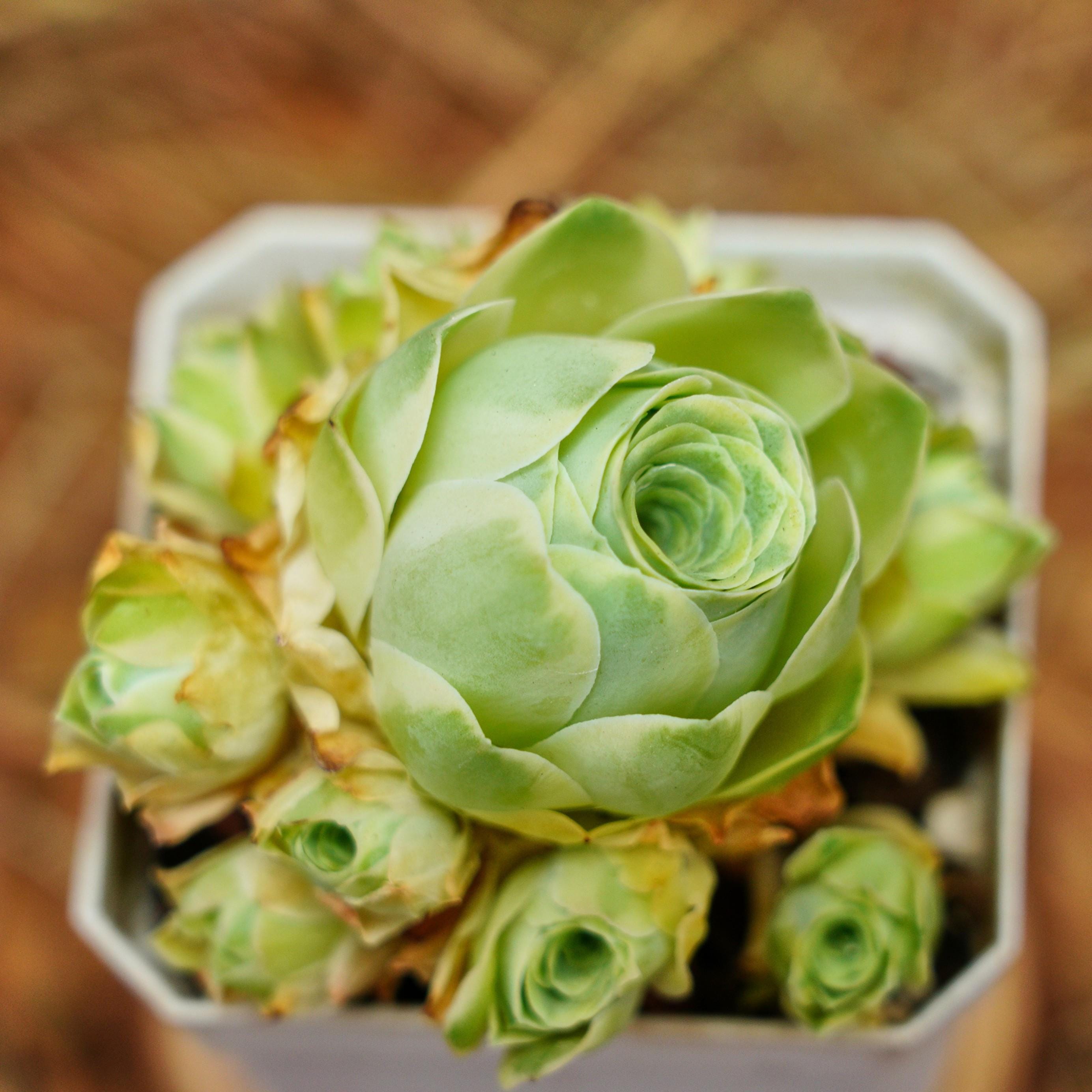 アエオニウム 99999 アエオニウム 99999 Variegated aeonium - Etsy 日本
