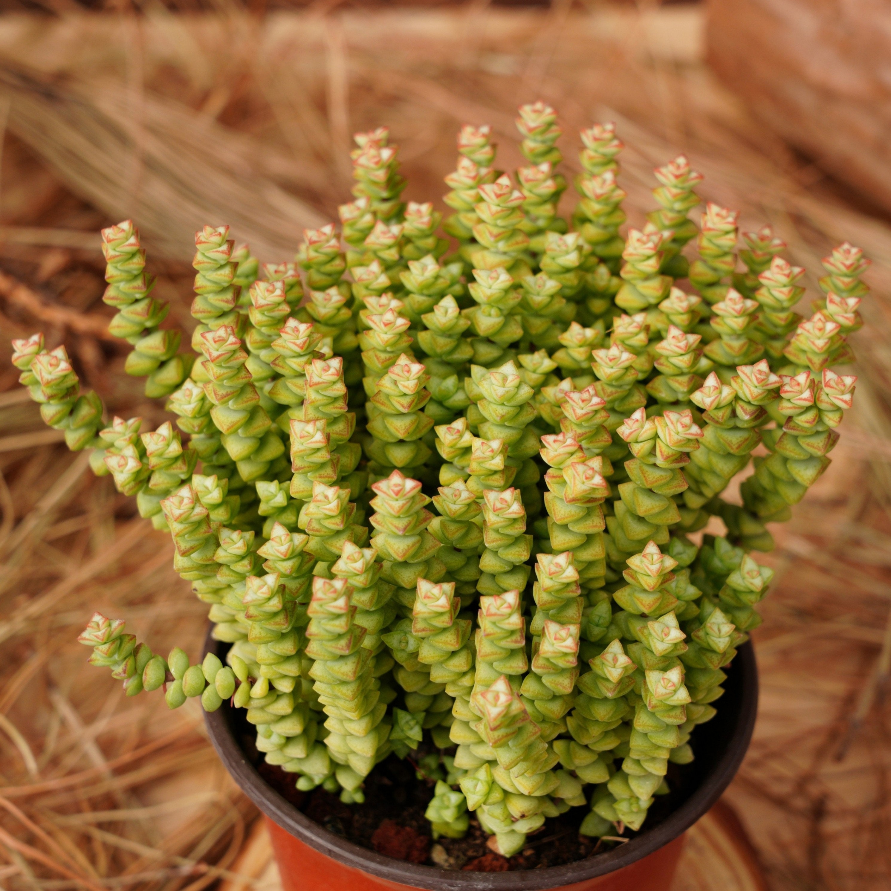 Daum cactus - Etsy.de