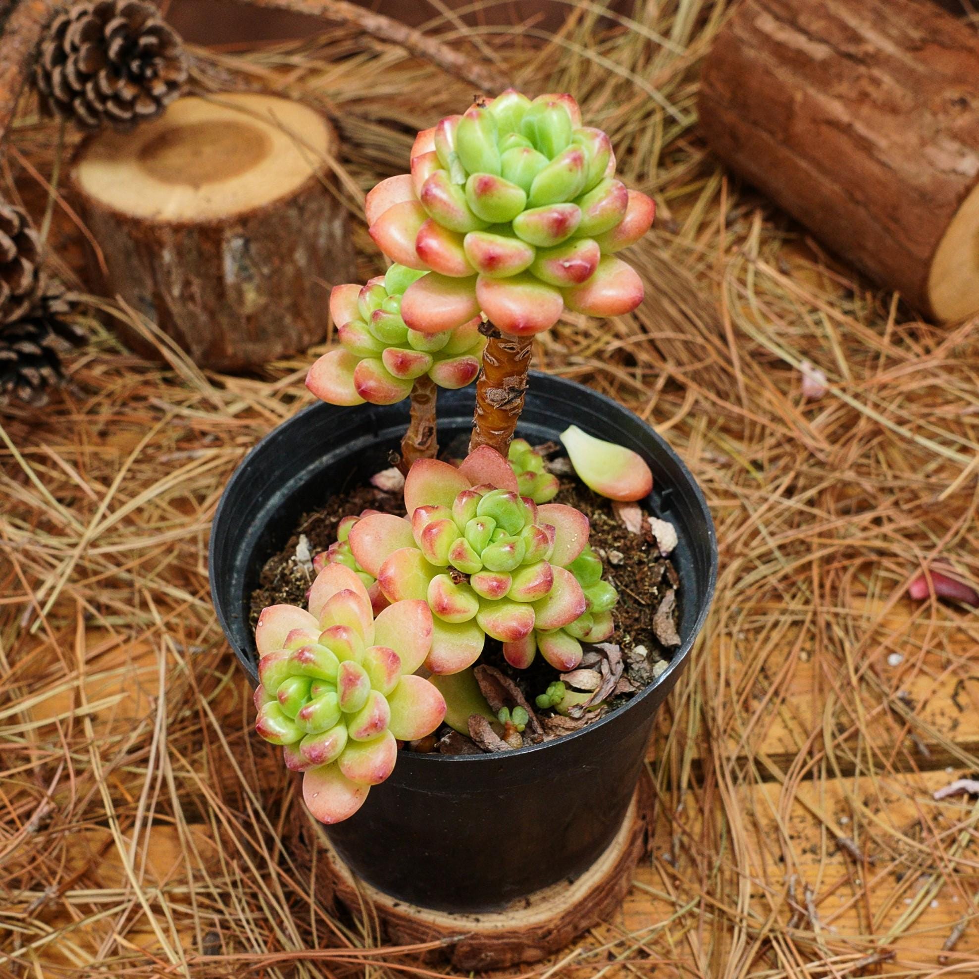 4インチの生きた多肉植物、セデベリア・シャングリラ、お手入れ簡単
