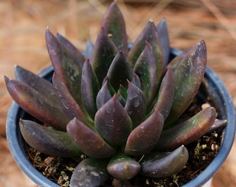 ちい エケベリア ブラックホーク 多肉植物 札付き 4インチの生きた多肉植物、エケベリア ブラック ナイト、お手入れが