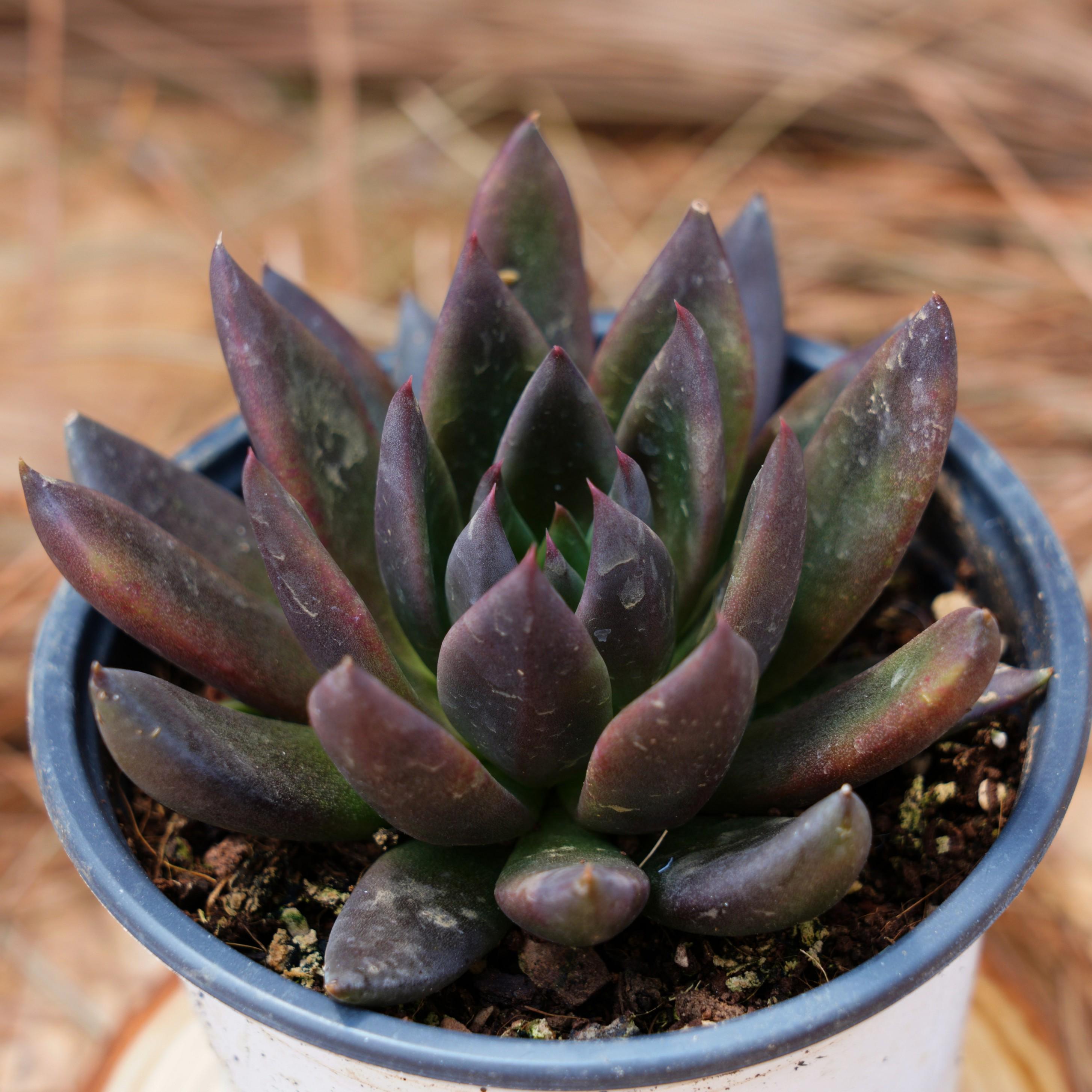 4インチの生きた多肉植物、エケベリア ブラック ナイト、お手入れが