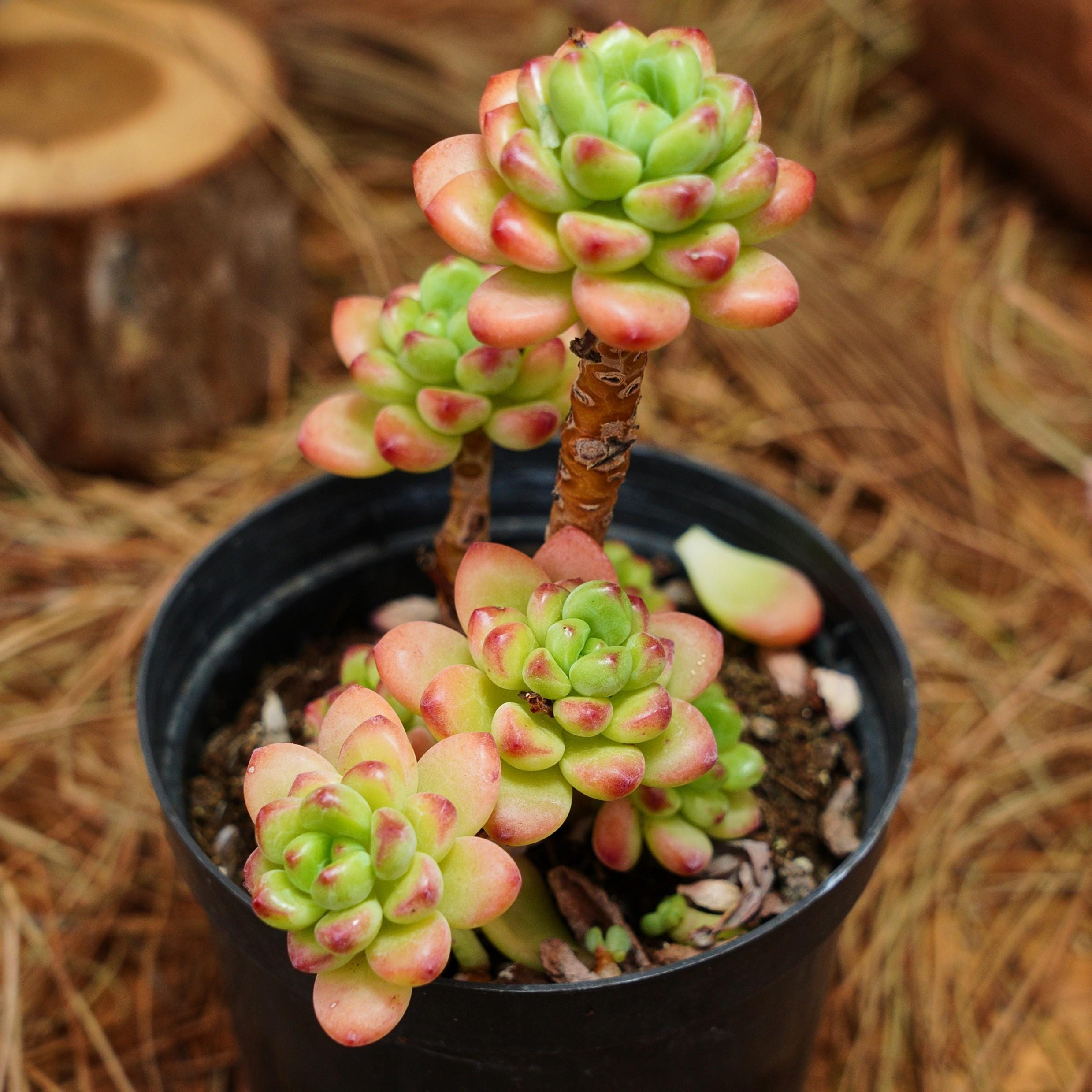 4インチの生きた多肉植物、セデベリア・シャングリラ、お手入れ簡単