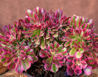 珍しい多肉植物、コノフィツム ルゴサム CR2066、種子 5 個 珍しい多肉植物、コノフィツム ルゴサム CR2066、種子 5 個