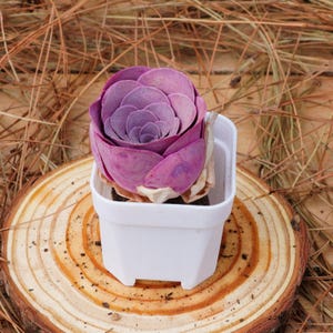 K&ouml;nnte beinhalten: Eine kleine, violette Sukkulente in einem wei&szlig;en Plastiktopf. Der Topf steht auf einer Holzscheibe.