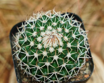 Mammillaria Bucareliensis, Rare Succulent and Best Gift - Etsy
