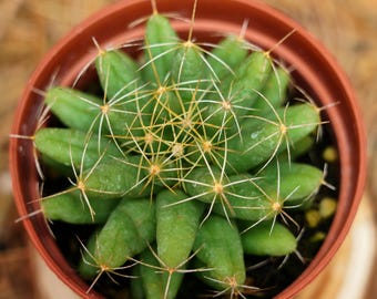 Mammillaria Longimamma V. Uberiformis, 20 Seeds - Etsy