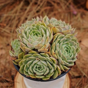5&quot; Live Succulent Plants, Echeveria Onslow, Easy Care Plants