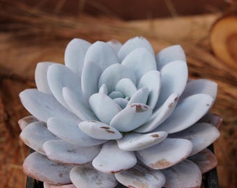 5.5" Live Succulent Plants, Echeveria Laui Moran, Easy Care Plants