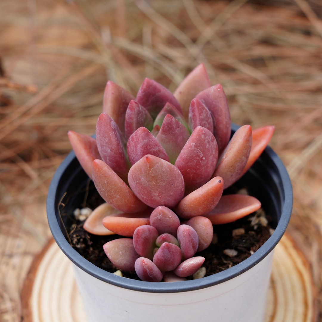 4インチの生きた多肉植物、エケベリア ピーチ ブロッサム、お手入れが