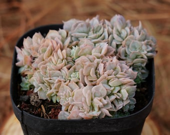 3.5" Live Succulent Plants, Echeveria Blue Surprise Crested, Easy Care Plants